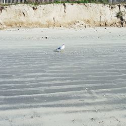 View of seagulls on beach