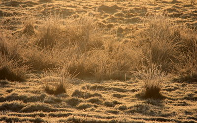 Full frame shot of plants on field