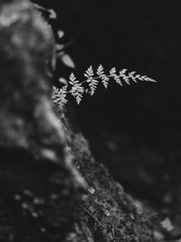 Close-up of snow on plant