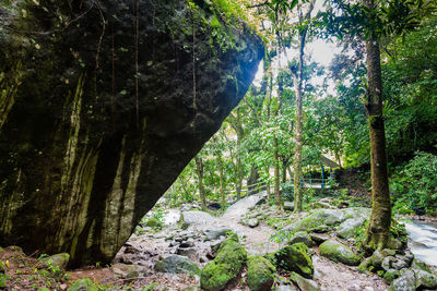 Trees and rocks in forest