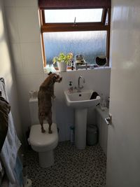View of cat in bathroom