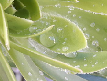 Close-up of water drops on leaves