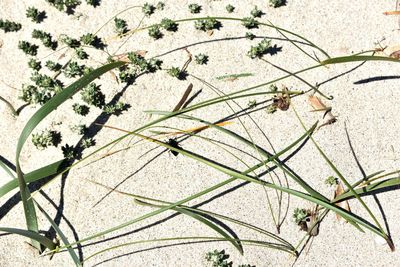 High angle view of plants on land