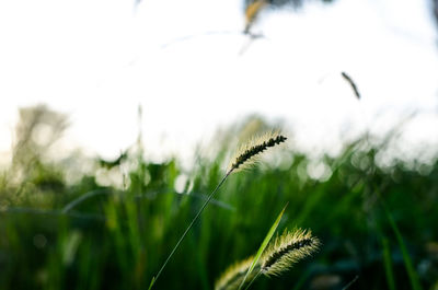 Close-up of fresh green grass against sky