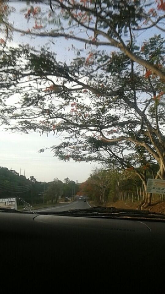 tree, transportation, road, car, street, branch, land vehicle, the way forward, mode of transport, building exterior, sky, built structure, road marking, architecture, bare tree, day, growth, outdoors, nature, city