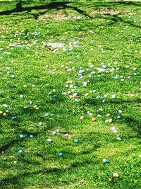 Flowers growing on grassy field