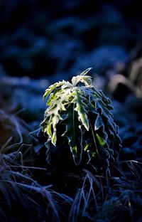 Close-up of plant leaves