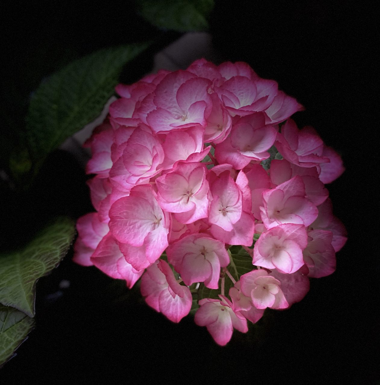 CLOSE-UP OF PINK ROSES