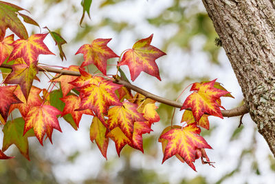 Close-up of maple leaves on branch