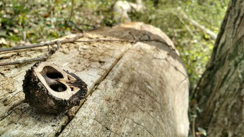 Close-up of tree trunk