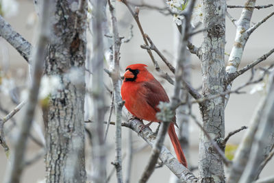 Bird perching on branch