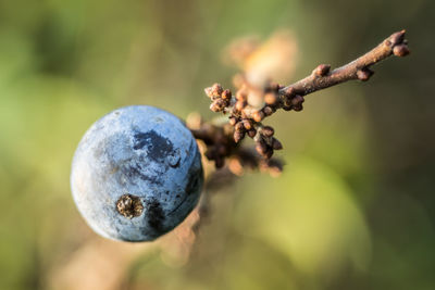 Close-up of fruit growing on tree