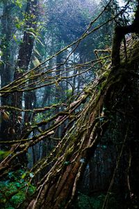 Pine trees in forest