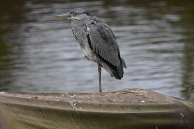 Close-up of gray heron