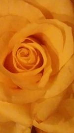 Close-up of yellow rose