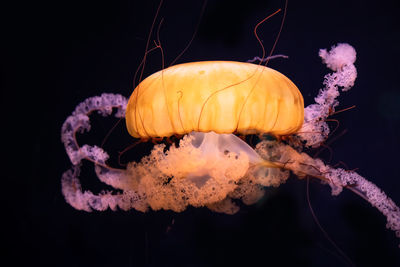 Close-up of jellyfish in water