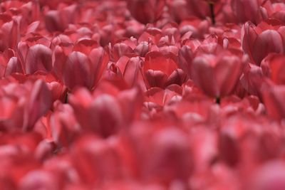 Full frame shot of red tulips