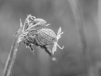 Close-up of wilted flower bud