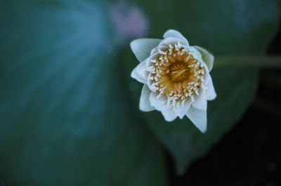 Close-up of white flowering plant