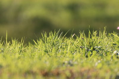 Close-up of grass on field