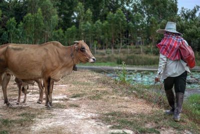 Rear view of woman with cow walking on field
