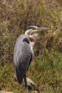 Heron on field