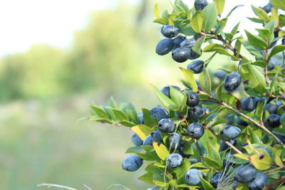 Close-up of grapes growing on tree