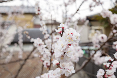 Close-up of white cherry blossom tree