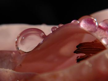 Close-up of water drops on rose