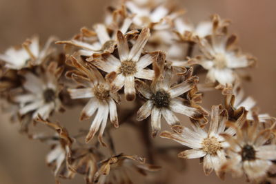 Close-up of wilted flowers