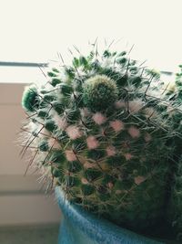 Close-up of cactus