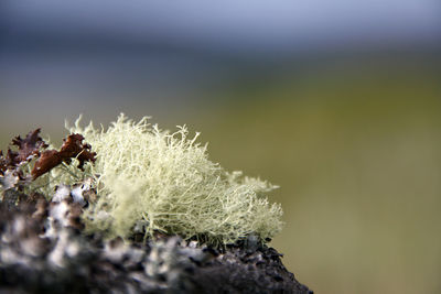 Close-up of plants against sky