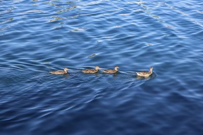 High angle view of duck swimming in lake