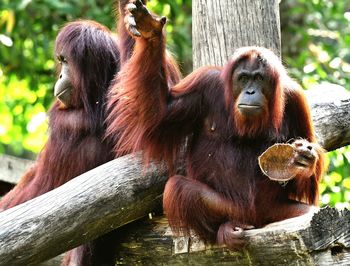 Close-up of monkey on tree