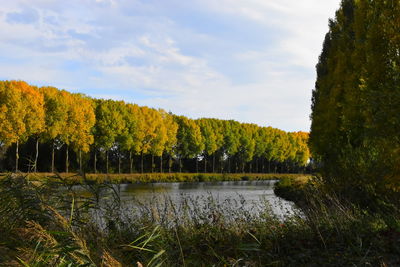 Scenic view of lake by trees against sky