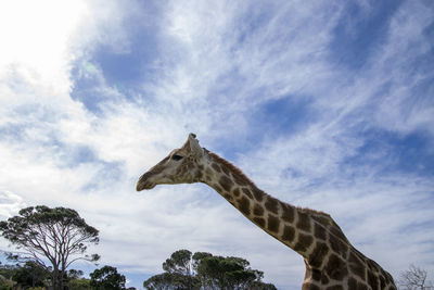 Low angle view of giraffe against sky