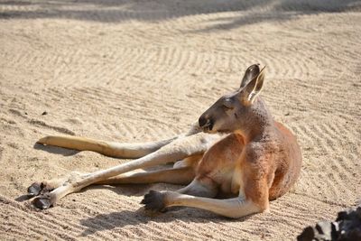 A kangaroo resting on the sand