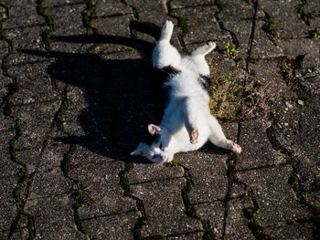 High angle view of cat on footpath