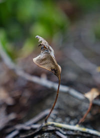 Close-up of butterfly on dry leaf