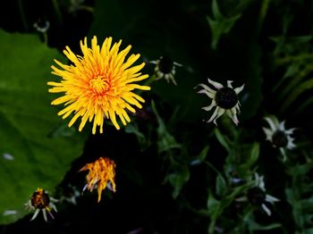 Close-up of yellow flowers blooming outdoors