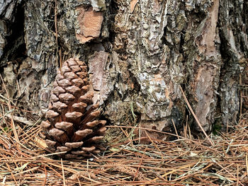 Close-up of pine cone on tree