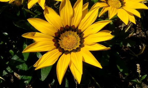 Close-up of yellow flower