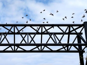 Low angle view of birds flying against sky