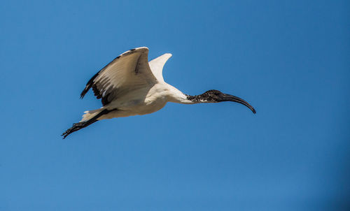 Low angle view of seagull flying against clear blue sky