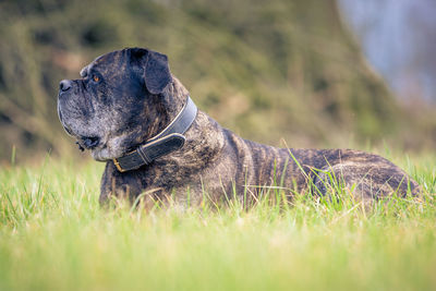 Dog looking away on field
