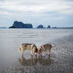 Two huskies on the beach