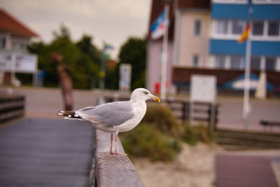 Seagull perching on a railing