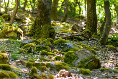 Forest floor with moss, stones and tree trunks covered with moss in rhineland-palatinate, germany