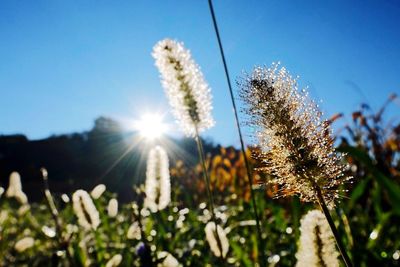 Close-up of plants growing on field against sky at sunset