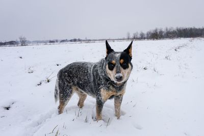 Full length of a dog on snow covered land